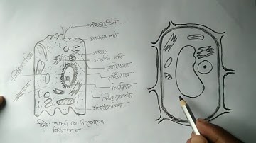 Class 7 assignment | Class 7 science assignment 2021 | ৭ম শ্রেণির বিজ্ঞান এসাইনমেন্ট ২০২১।