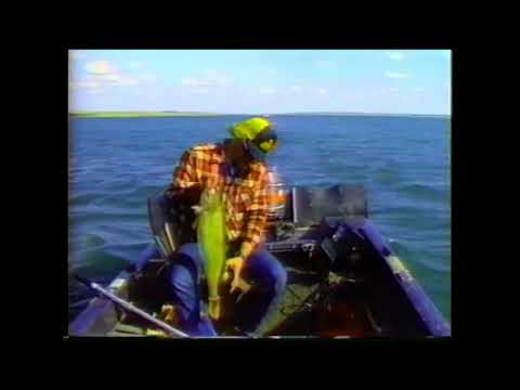 Walleye Tip!
