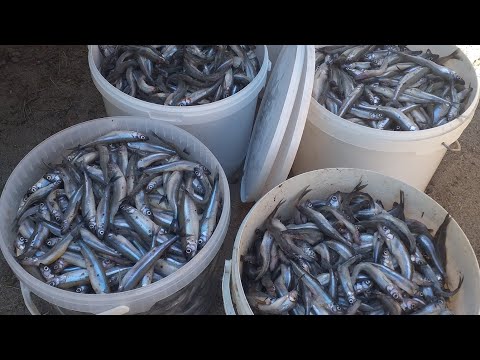 Пошла!!! Как ловят корюшку. Корюшка 2022