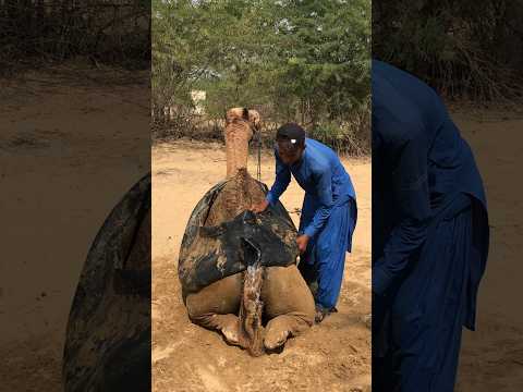 الج م ل ي س ت ر يح ب ع د أ ن ج ل ب ل ه م ال ك ه الم اء الب ار د