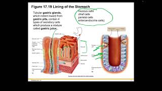Becker Ch17 Part 2 Welsh Holes HumanA&P 2024 Release PPT Accessible