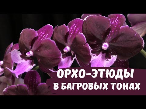 Орхидейные этюды в багровых тонах. Популярные гибриды орхидей из Азии