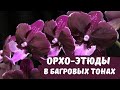 Орхидейные этюды в багровых тонах. Популярные гибриды орхидей из Азии