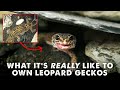 Owning Leopard Geckos | DAY IN THE LIFE