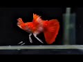 Albino Red Tuxedo Big Red Ear