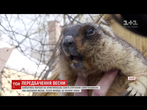 Львівський бабак зробив свій прогноз щодо приходу весни 