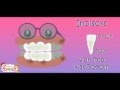 Types and Functions of Teeth