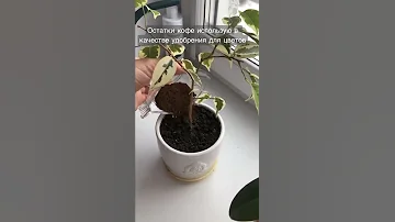 КОФЕ ДЛЯ УДОБРЕНИЯ ЦВЕТОВ