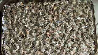 🔥MOREL MUSHROOMS🔥 30 second tutorial how to prep for freezing. See description box. #morelhunting