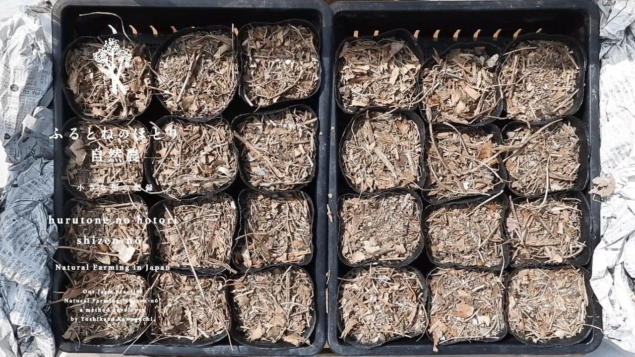 （参考∶状況確認ページ）R8野菜苗温床栽培（播種）１月３１種蒔き開始 1月蒔きチンゲンサイ、定植+被膜。 - 小型ビニールハウスで農業実験