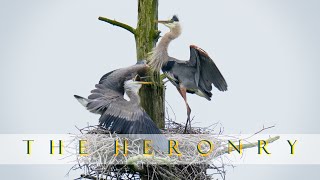 The Heronry: Great Blue Herons Wrapping Up the Breeding Season (Mini Nature Film 4K)