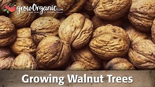 Growing Walnut Trees