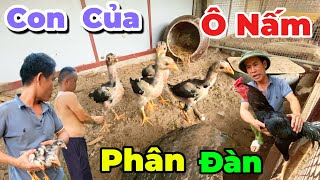 Thả Đàn Con Của Ô Nấm ( Khủng Long ) Xuống Đất Do Phân Đàn Và Cũng Đã Lớn | Định Đỏ 