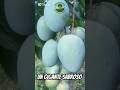 Empieza la temporada del keitt: Un gigante sabroso. #agriculturaregenerativa