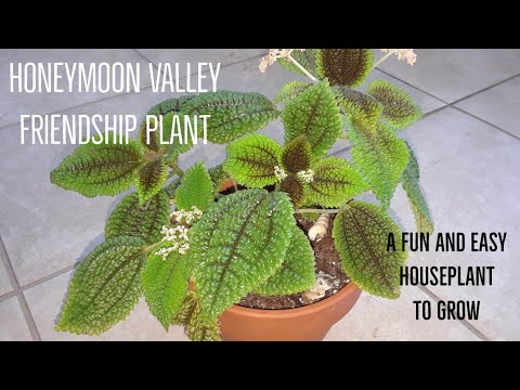 Видео: Pilea Friendship Plants - Как ухаживать за растением дружбы