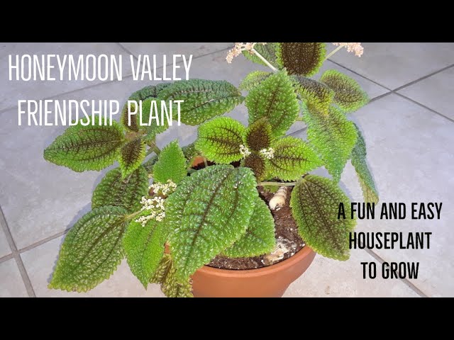 Growing Taking Care Of My Honeymoon Valley Friendship Plant Indoors Youtube