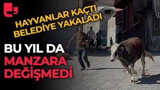 Bu yıl da manzara değişmedi: Kurbanlık hayvanlar kaçtı, belediye ekipleri kovaladı