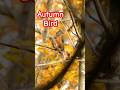Autumn Robin in the Trees 🍂 | Relaxing Bird Sounds for Cats & Humans | Fall Nature Short