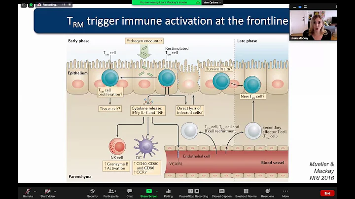 Differentiation of tissue-resident lymphocytes by ...