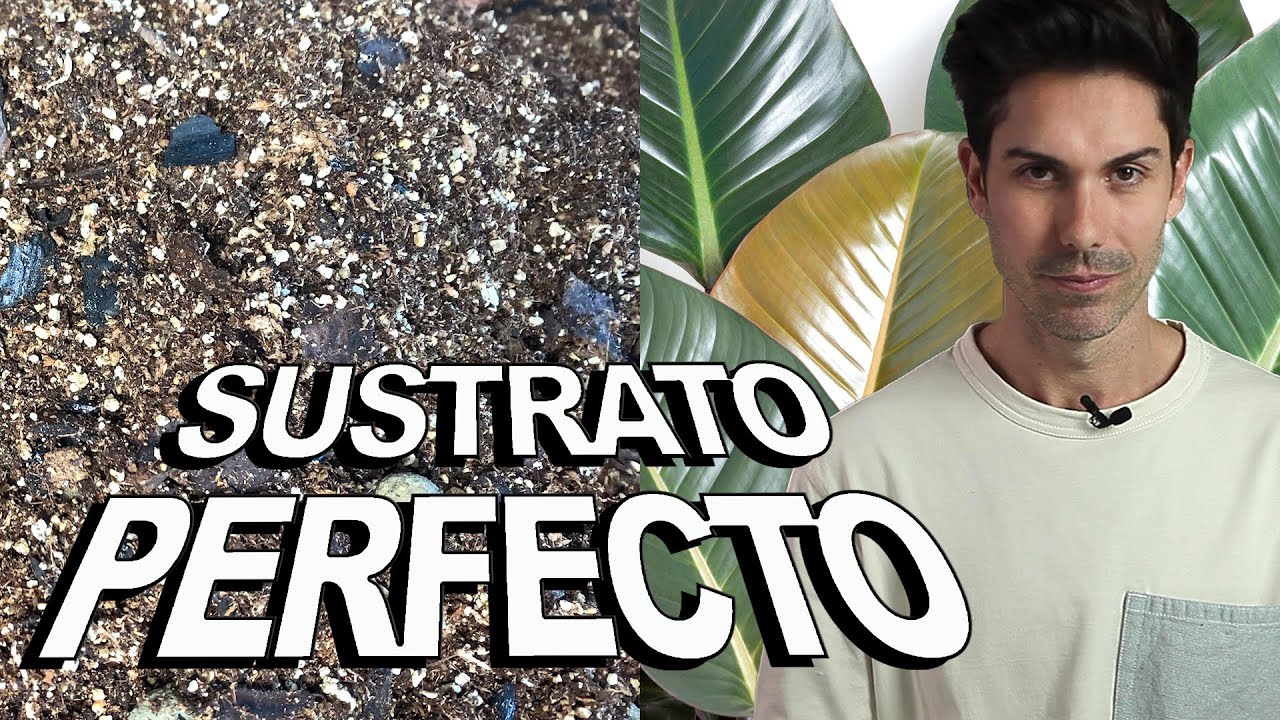 El mejor sustrato que puedes ponerle a tus Philodendrons, Monsteras, Alocasias y Anthuriums. 🚀