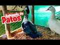 Hablando de Patos 🦆🥰 Patos en Casa