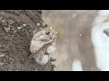 ひとひらが、君に触れる =ワンカットの森 56