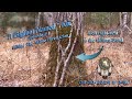 A bigfoot named koi episode 1 gifting the white birch bigfoot clan please read below