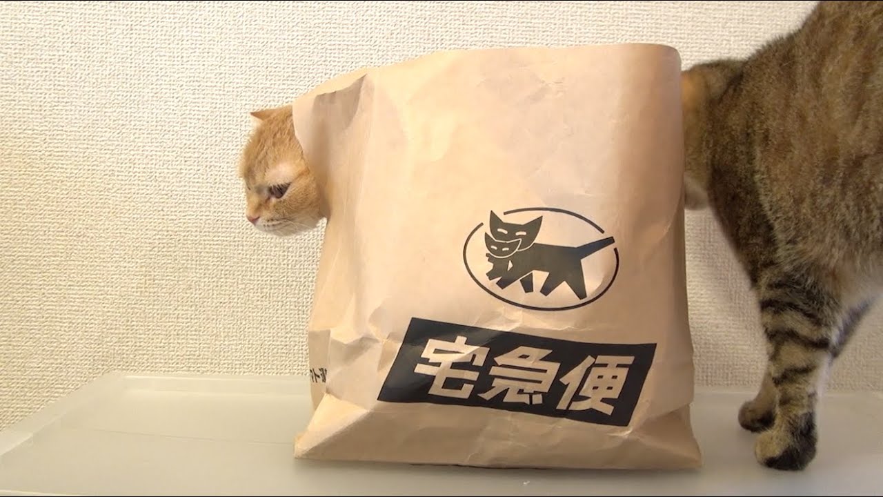 cute cats for sale 袋で遊ぶ猫のまる Maru the Cat Playing with a Bag.