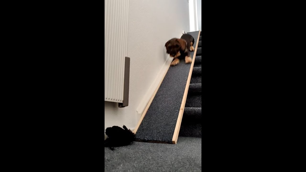 Dachshund Slides on a Ramp Going Down Stairs YouTube