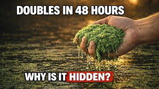 More Protein Than Eggs. Zero Soil. Why It Is A THREAT.