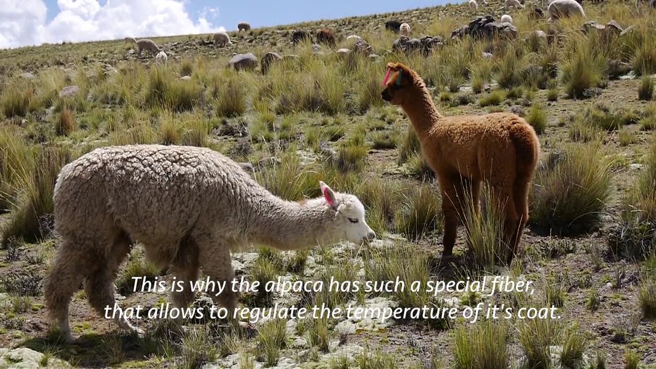 The Story of Alpaca Wool from Peru - cut