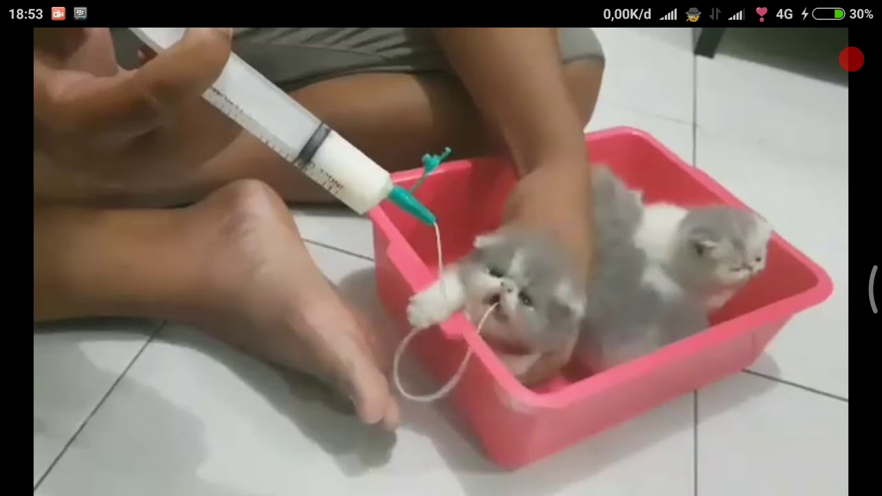 Bayi kucing minum susu dengan selang langsung ke lambung