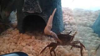 DUBSTEP CRAB
