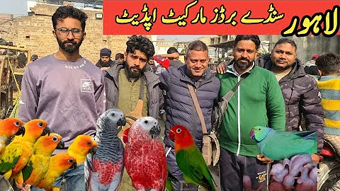 Lahore Sunday Birds Market Update. All Birds on low price.#pashabirdsvlogs #birds #talkingparrot