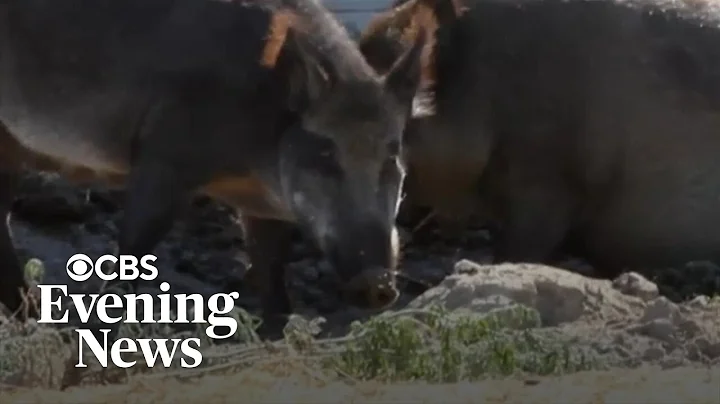 Wild "super pigs" wreak havoc around U.S-Canada border