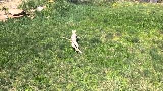 Sphynx Cat attacking slow motion cool Siamese hairless cat