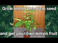 Indoor lemon trees root and branch pruning. 2-year-old lemon which I have grown from seed. Part 1