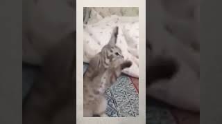 Super Funny Cat Videos