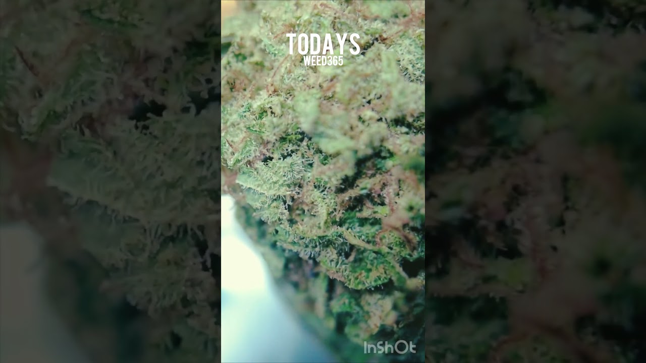 🌱Welcome to "todaysweed365"! Our daily vertical video series showcases beautiful cannabis flowers🪴