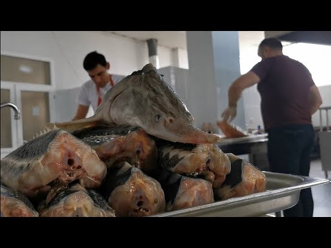 Video: Adjika Ilə Mayonezdə Kabab Kababı