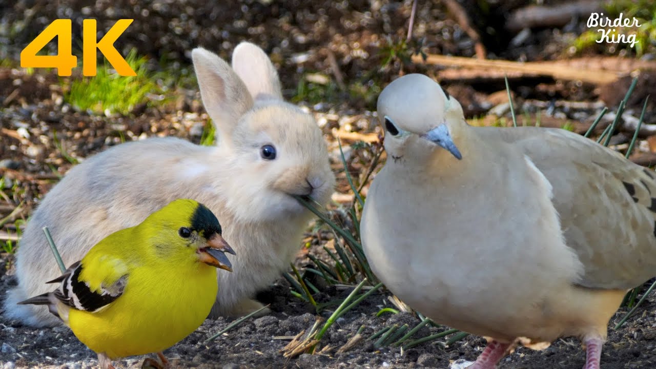 Vido Pour Les Chats8 heureslapins et oiseaux mignons cureuils colombes sauvages   4K