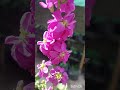 my sweet dreams  flower.