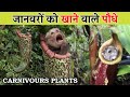 Plants that eat animals । Carnivorous plant eating insect । Venus fly trap । Pitcher plant