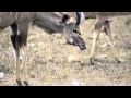 Kudus eating bones