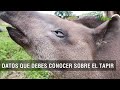 Datos que debes conocer sobre el Tapir - TvAgro por Juan Gonzalo Angel Restrepo