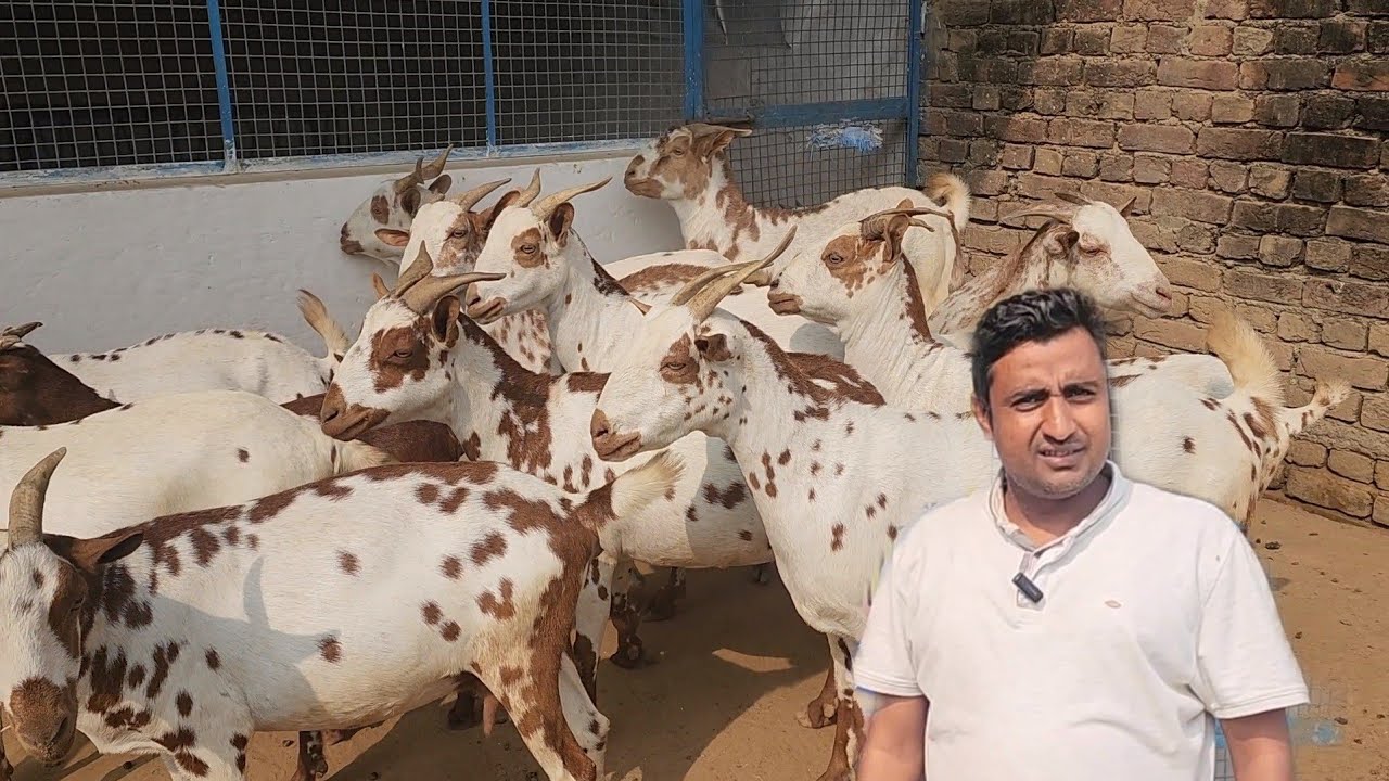Barbari Goat Farm Mathura | Monu Qureshi The Realiable Barbara Breeding Setup Of Uttar Pradesh.