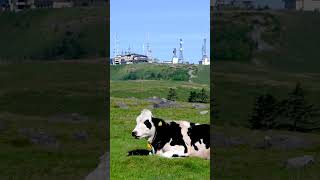 幸せな牛さん #shorts
