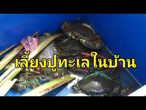 ep18 ปูคอนโด