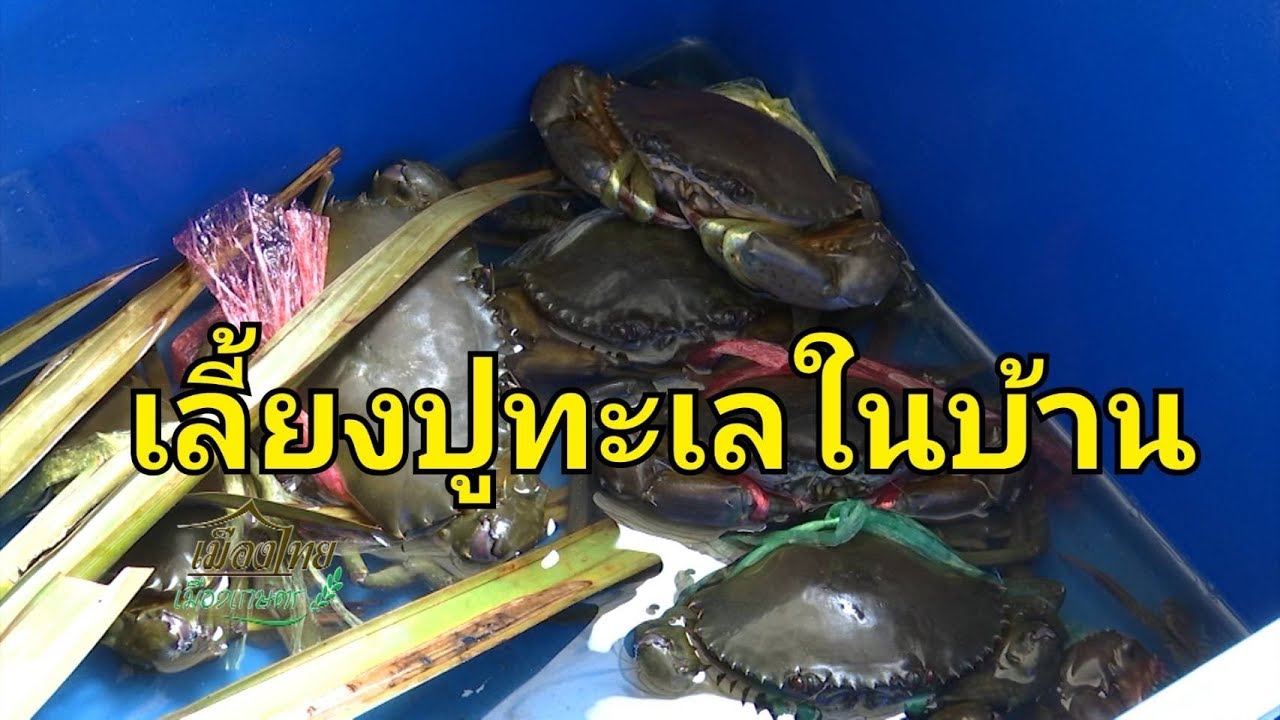 ep18 ปูคอนโด