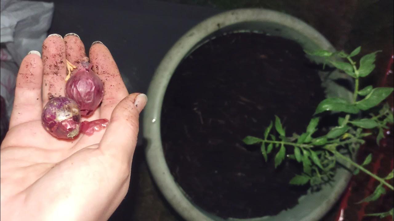 How to plant ONION SETS in containers Why plant onions with tomatoes